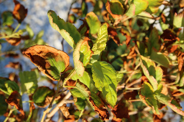 Leaves burn of a cultivar ninebark (Physocarpus opulifolius 