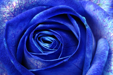 Fototapeta na wymiar Blue rose macro