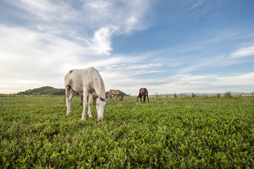 Naklejka na ściany i meble Grazing horse in a field at a sunset