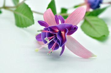 Real colorful fuchsia flower with green leafs. Isolated on the w
