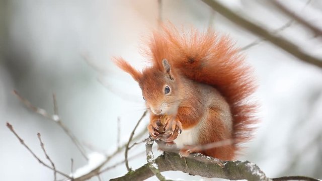 Cute red squirrel eats a nut in winter scene with snow