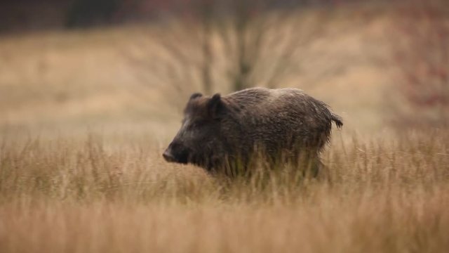 Wild pig on the meadow. Wildlife scene from the forest. Running wild Boar. Big Wild boar, Sus scrofa, running in the grass meadow, red autumn forest in background 
