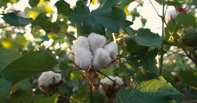 Dolly shot 4K, close-up,ripe the highest quality cotton in the green bushes