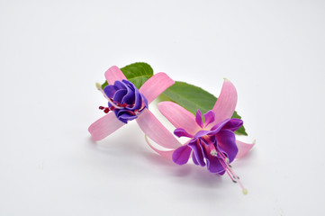 Real colorful fuchsia flower with green leafs. Isolated on the w