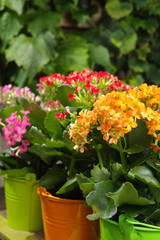 Kalanchoe (Saxifragales Crassulaceae Kalanchoe) flower in small buckets