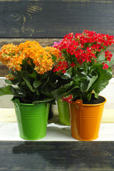 Kalanchoe (Saxifragales Crassulaceae Kalanchoe) flower in small buckets