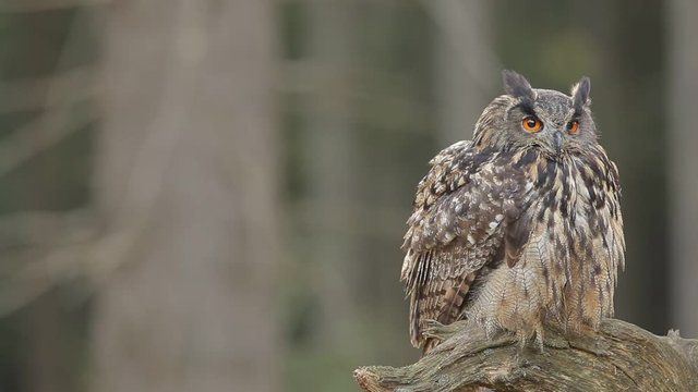 Eurasian Eagle Owl, Bubo Bubo, sitting on the tree stump, close-up, wildlife photo in the forest, orange autumn colour, Norway. Owl in the forest. Owl in the nature. Forest with rare bird. 
