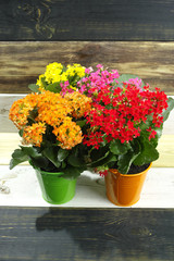 Kalanchoe (Saxifragales Crassulaceae Kalanchoe) flower in small buckets