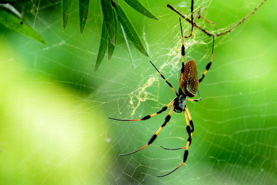 Not-So-Itsy-Bitsy Spider