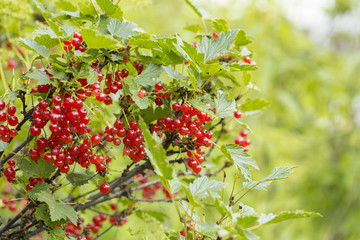 currants on the white background