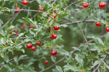 cherry on the white background