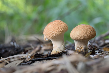 Mushroom in Southeast Asia.