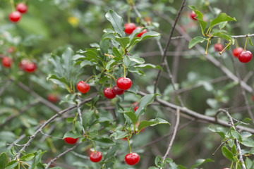 cherry on the white background