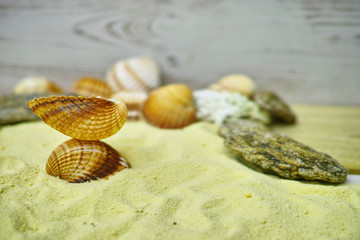 Two shells on the yelllow sandy beach