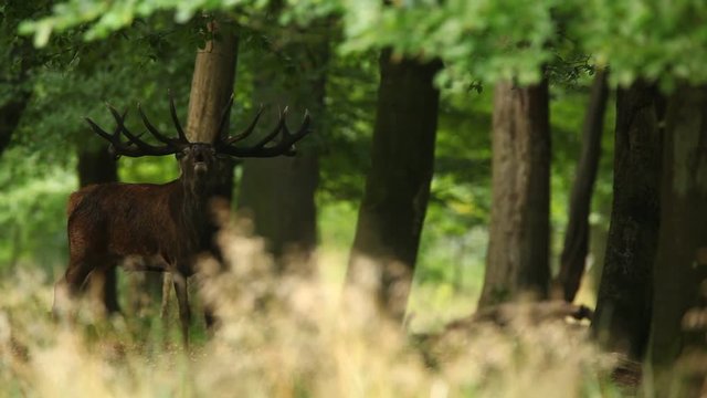 Red deer stag, bellow majestic powerful adult animal in green forest, France 