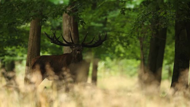 Red deer stag, bellow majestic powerful adult animal in green forest, France