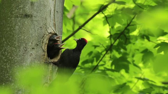 Black woodpecker nesting. Black woodpecker with nest hole in the tree trunk. Forest with black woodpeckers and nest. Wildlife spring nesting scene with bird. Woodpecker parents with young. 