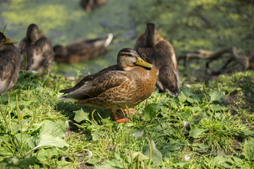 duck on a white background