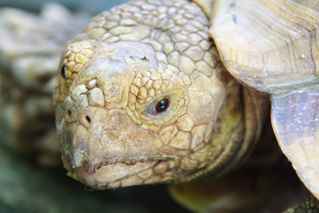 Eyes expression  and Head of Turtle