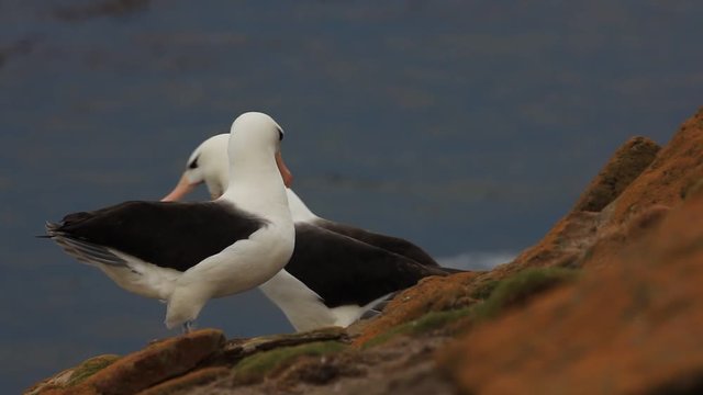 Pair of Black-browed albatross, Thalassarche melanophris, courtship ceremony, birds with white head with nice bill, on the Falkland Islands 