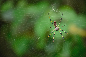 Not-So-Itsy-Bitsy Spider