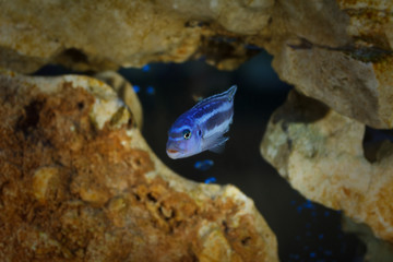 Little fish in aquarium