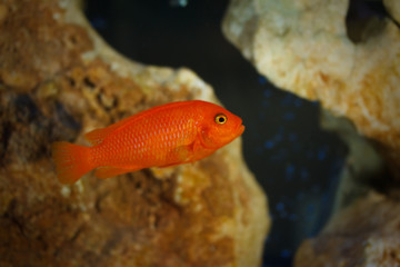 Little fish in aquarium