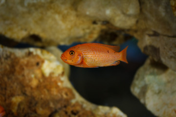 Obraz na płótnie Canvas Little fish in aquarium
