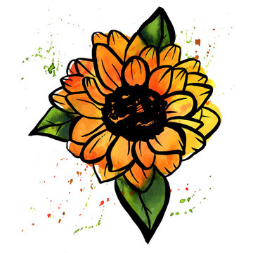 Freehand vector and watercolor drawing of yellow sunflower