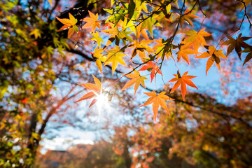 autumn Background