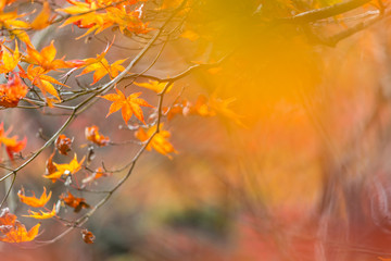 Obraz na płótnie Canvas autumn background