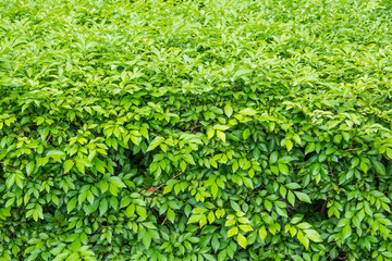 green leaves