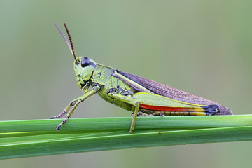 Large marsh grasshopper, Stethophyma grossum