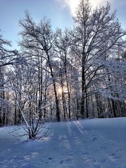 Winter sun
