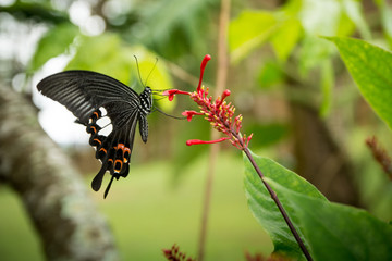Colorful in the garden