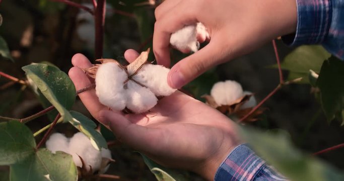 4K close-up hands collect the highest quality ripe cotton bolls on the green bushes