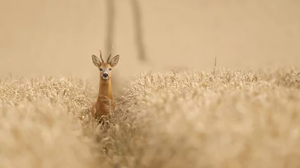 Crédence en verre imprimé Cerf Chevreuil dans un champ de blé en regardant la caméra