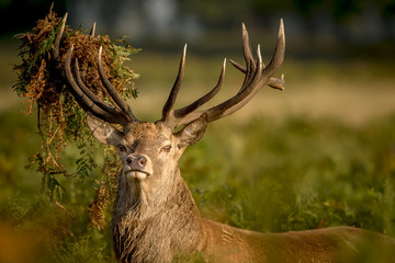 Red Deer looking at the camera