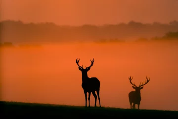 Fototapeten two red deer silhouettes in the morning mist © bridgephotography