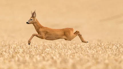 Acrylic prints Roe Roe buck deer leaping over a wheat field