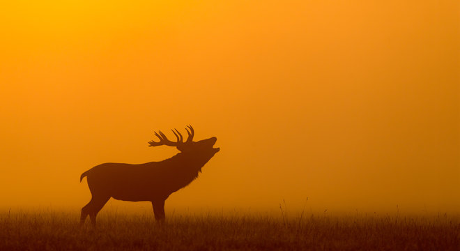 red deer silhouette in the morning mist