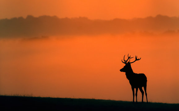 Fototapeta red deer silhouette in the morning mist
