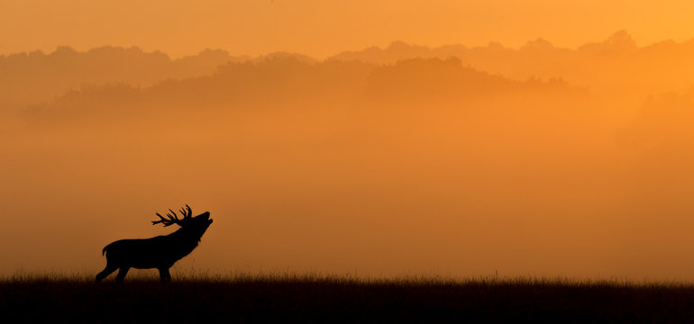 Fototapeta red deer silhouette in the morning mist