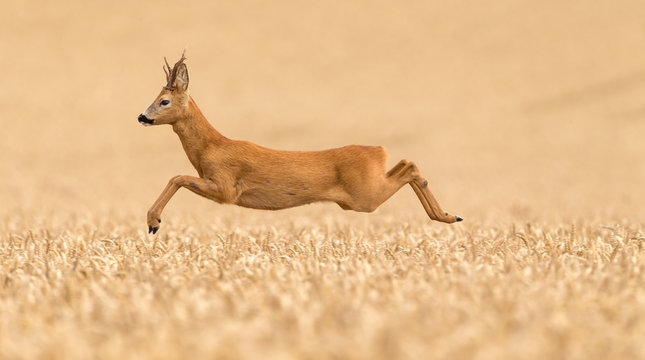Fototapeta Roe buck deer leaping over a wheat field