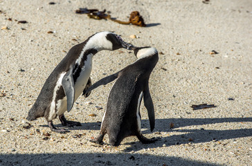 Kissing Penguins on the beach. African penguins during mating season. African penguin ( Spheniscus demersus) also as the jackass penguin and black-footed penguin. Boulders colony. South Africa 
