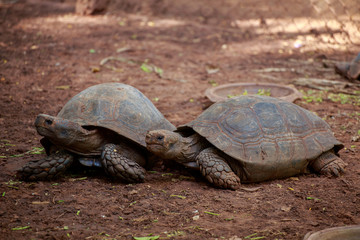 Obraz premium The two turtles.