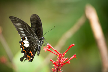 Colorful in the garden