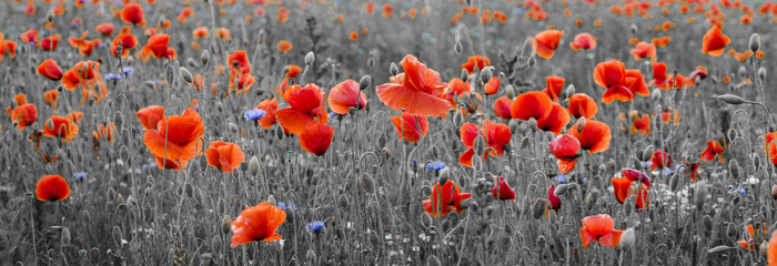 Fototapeta na wymiar poppy field,panorama ,selective color 