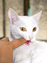 lindo gato juguetón