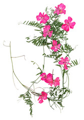Obraz na płótnie Canvas application, a bouquet of dry geranium and sweet peas